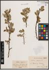 Foto von Salix caprea L.